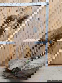 Desert Bighorn Sheep Full Body Taxidermy Mount