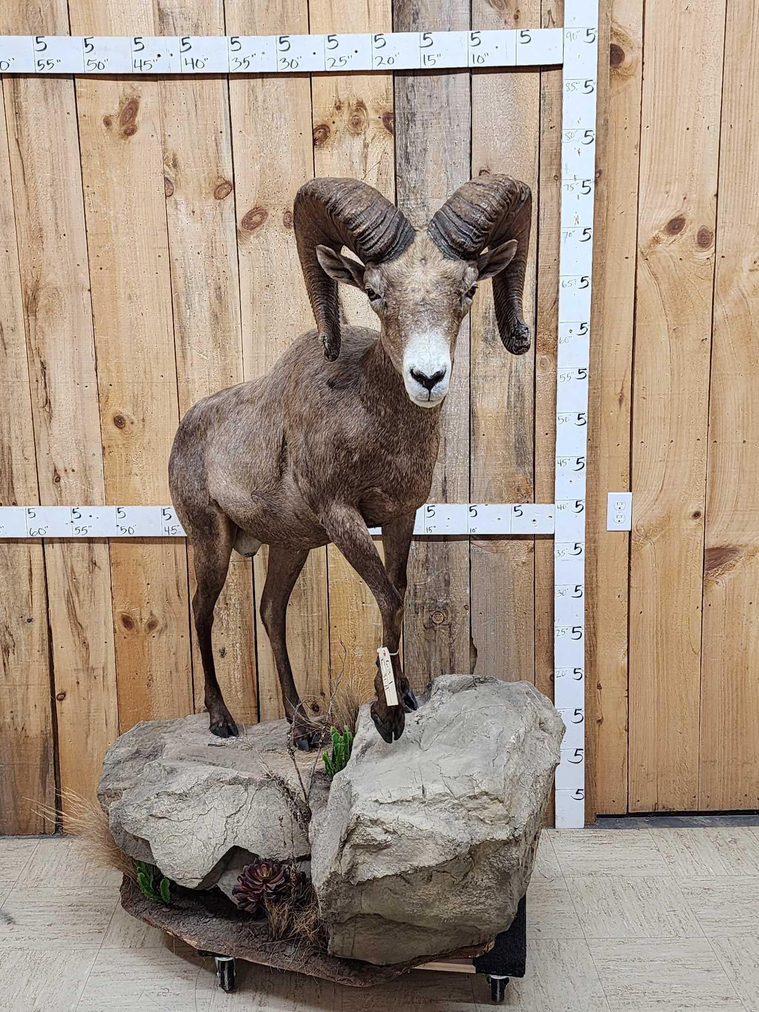 Desert Bighorn Sheep Full Body Taxidermy Mount (1 of 14)