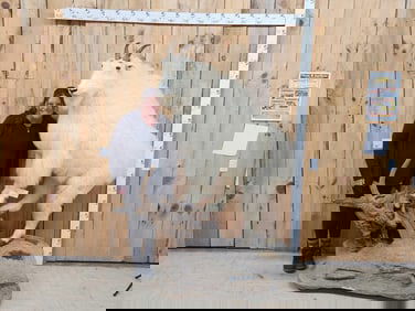 BIG Mountain Goat Full Body Taxidermy Mount