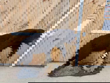 Black Bear Full Body Taxidermy Mount