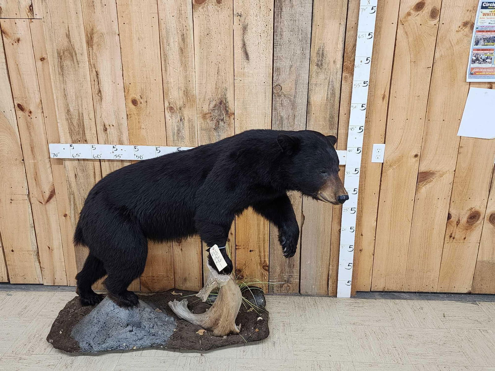 Black Bear Full Body Taxidermy Mount (1 of 8)