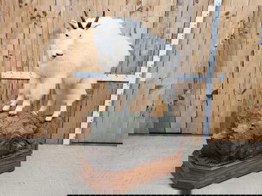 Gorgeous Mountain Goat Full Body Taxidermy Mount