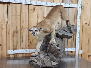 Mountain Lion Cougar Full Body Taxidermy Mount