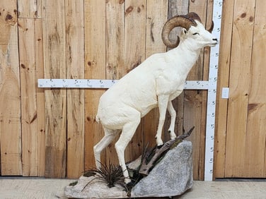 Alaskan Dall Sheep Full Body Taxidermy Mount