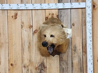 Alaskan Blonde Phase Grizzly Bear Shoulder Mount Taxidermy