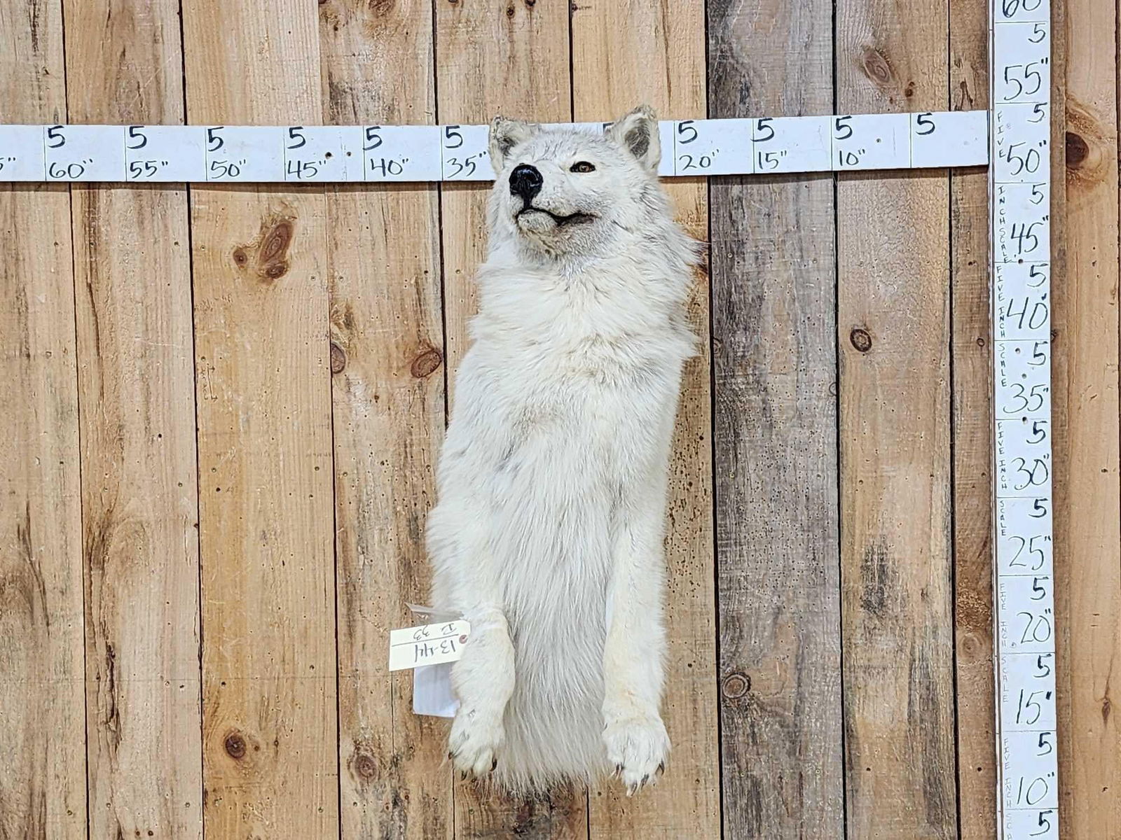 Big Alaskan Wolf Half Body Taxidermy Mount (1 of 6)