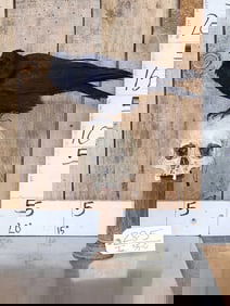 European Carrion Crow On Human Skull Taxidermy