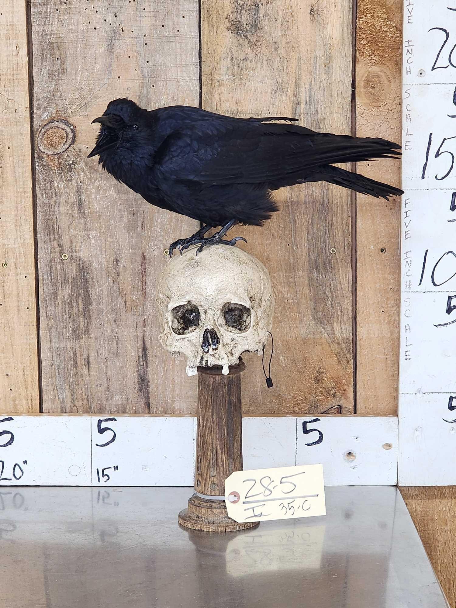 European Carrion Crow On Human Skull Taxidermy (1 of 8)