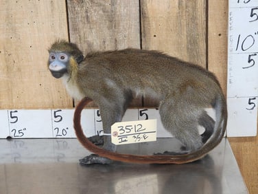 Guenon Mustached Monkey Full Body Taxidermy Mount