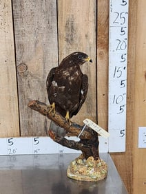 Female European Honey Buzzard Full Body Bird Taxidermy