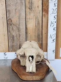 Spectacular Native Alaskan Inuit Art Work Bull Walrus Skull & Ivory Carving