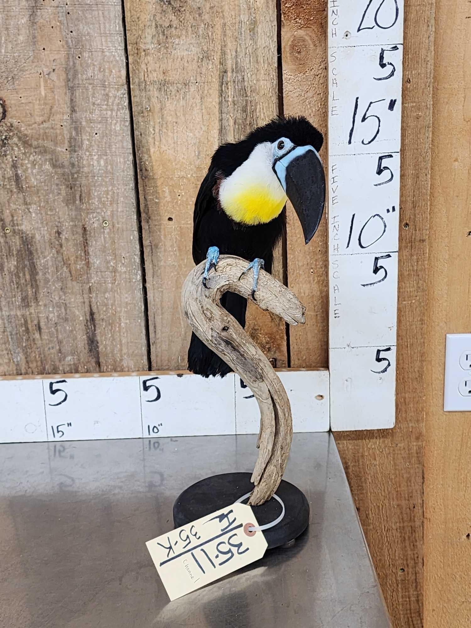 Channel Billed Toucan Full Body Bird Taxidermy (1 of 7)