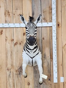 Absolutely GORGEOUS Zebra Half Body Taxidermy Mount
