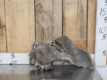 Large Bull Mastodon Skull Section With Molar Ancient Fossil