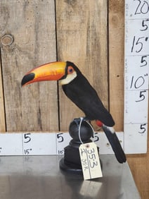 Toco Toucan Full Body Bird Taxidermy