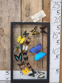Frame Of 18 Beautiful Butterflies Taxidermy