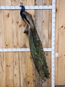 Gorgeous Blue Indian Peacock Full Body Bird Taxidermy