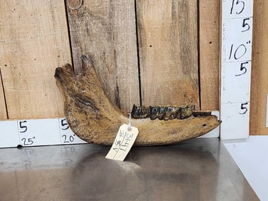 XL Ancient Wolly Rhinoceros Jaw Bone With Teeth Fossil