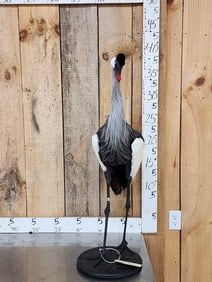 African Crowned Crane Full Body Bird Taxidermy