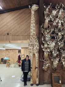 Giraffe & A Half Half Body Taxidermy Mount
