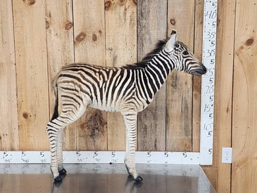 Baby Zebra Full Body Taxidermy Mount