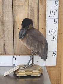 Boat Billed Heron Full Body Bird Taxidermy