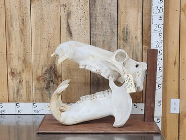 Big Hippopotamus Skull Taxidermy