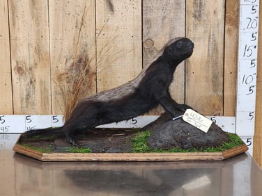 African Honey Badger Full Body Taxidermy Mount