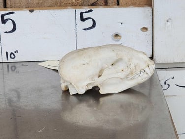 African Honey Badger Skull Taxidermy