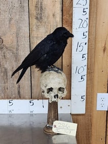 European Carrion Crow On Human Skull Full Body Bird Taxidermy