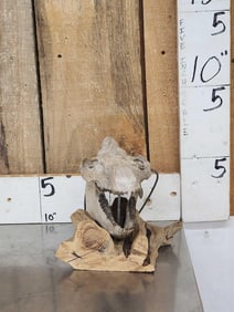 Oreodont Articulated Skull Fossil