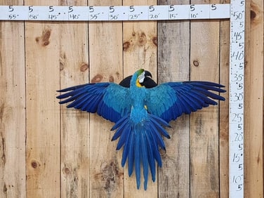 Spectacular Blue & Yellow Macaw Full Body Bird Taxidermy