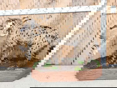 African Hyena With Duiker Full Body Taxidermy Mount