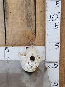 African Hyena Skull Taxidermy