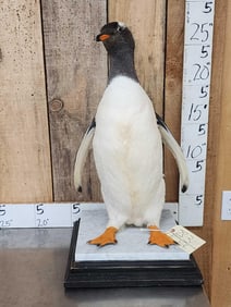 ULTRA RARE Gentoo Penguin Full Body Bird Taxidermy Mount