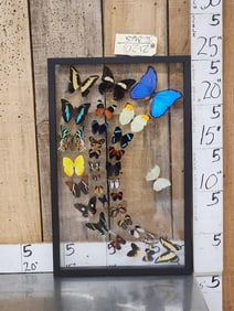 Frame Of 32 Beautiful Butterflies Taxidermy