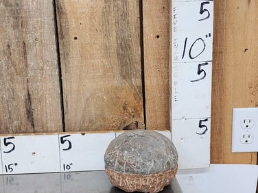 Fossilized Dinosaur Egg