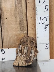 Juvenile Woolly Mammoth Molar In Upper Jaw Section Fossil