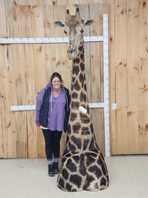 Extra Nice Giraffe Floor Pedestal Shoulder Mount Taxidermy