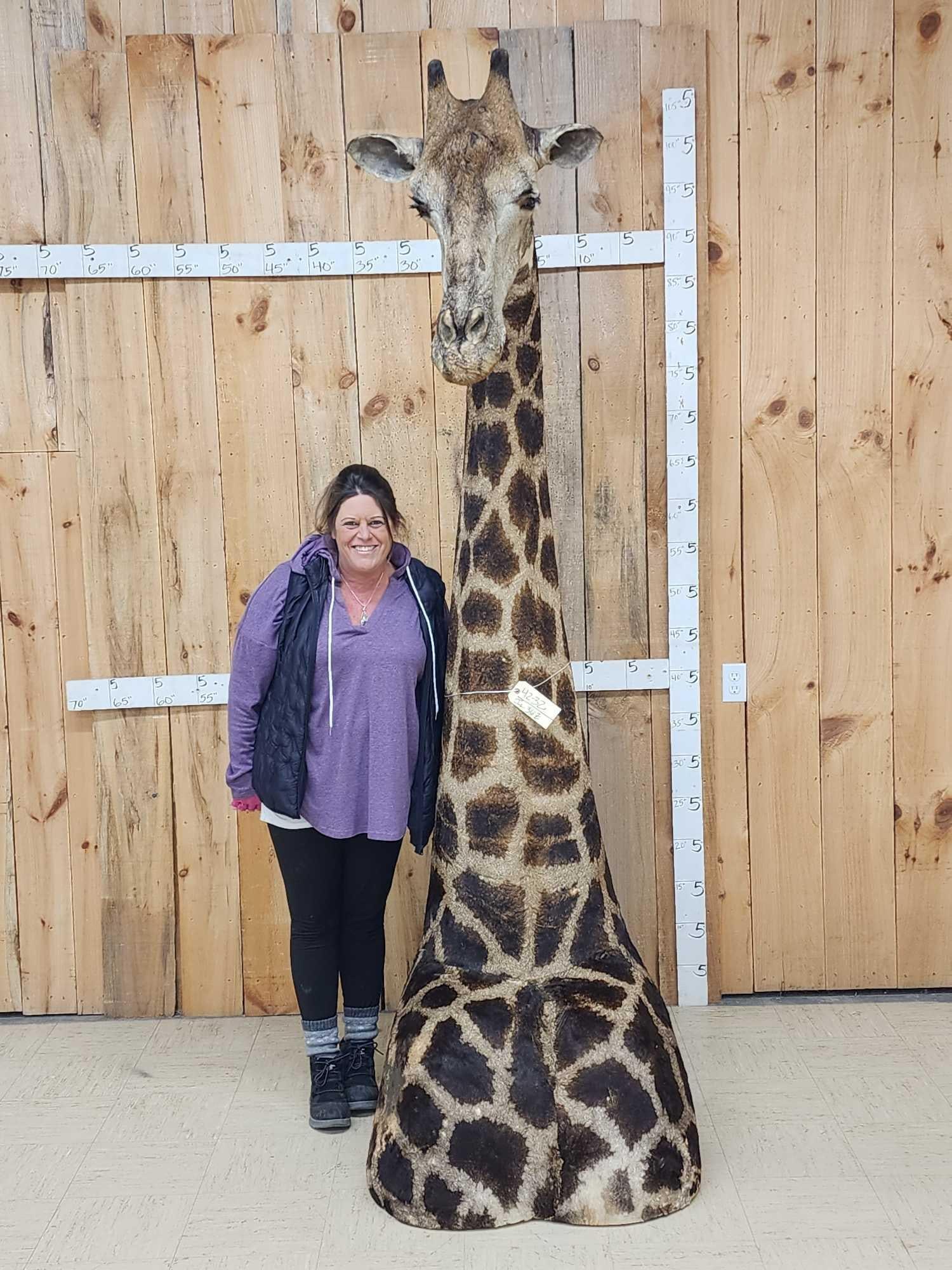 Extra Nice Giraffe Floor Pedestal Shoulder Mount Taxidermy (1 of 8)