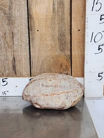 NICE Fossilized Tortoise Shell