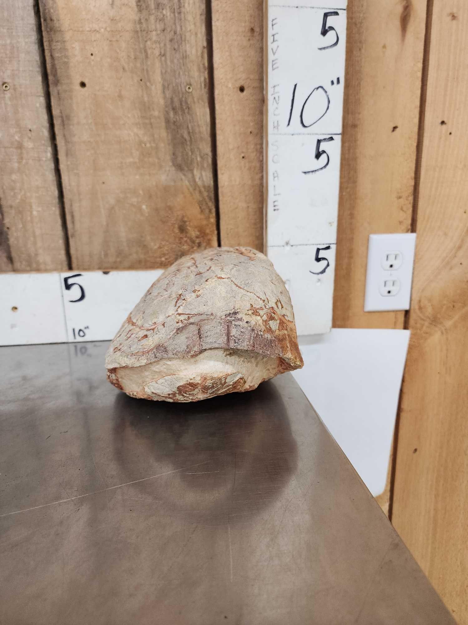 NICE Fossilized Tortoise Shell - 2