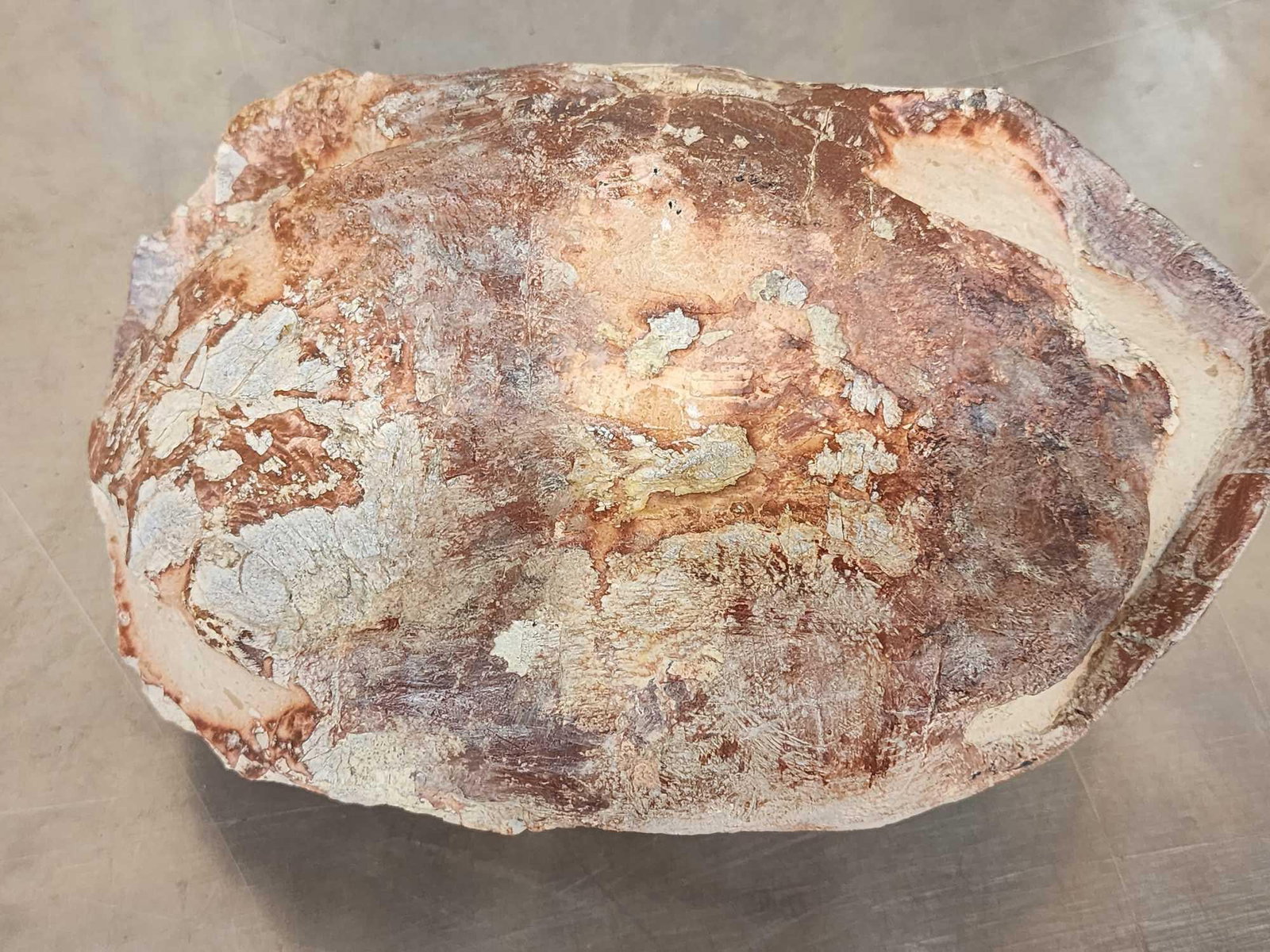 NICE Fossilized Tortoise Shell - 5