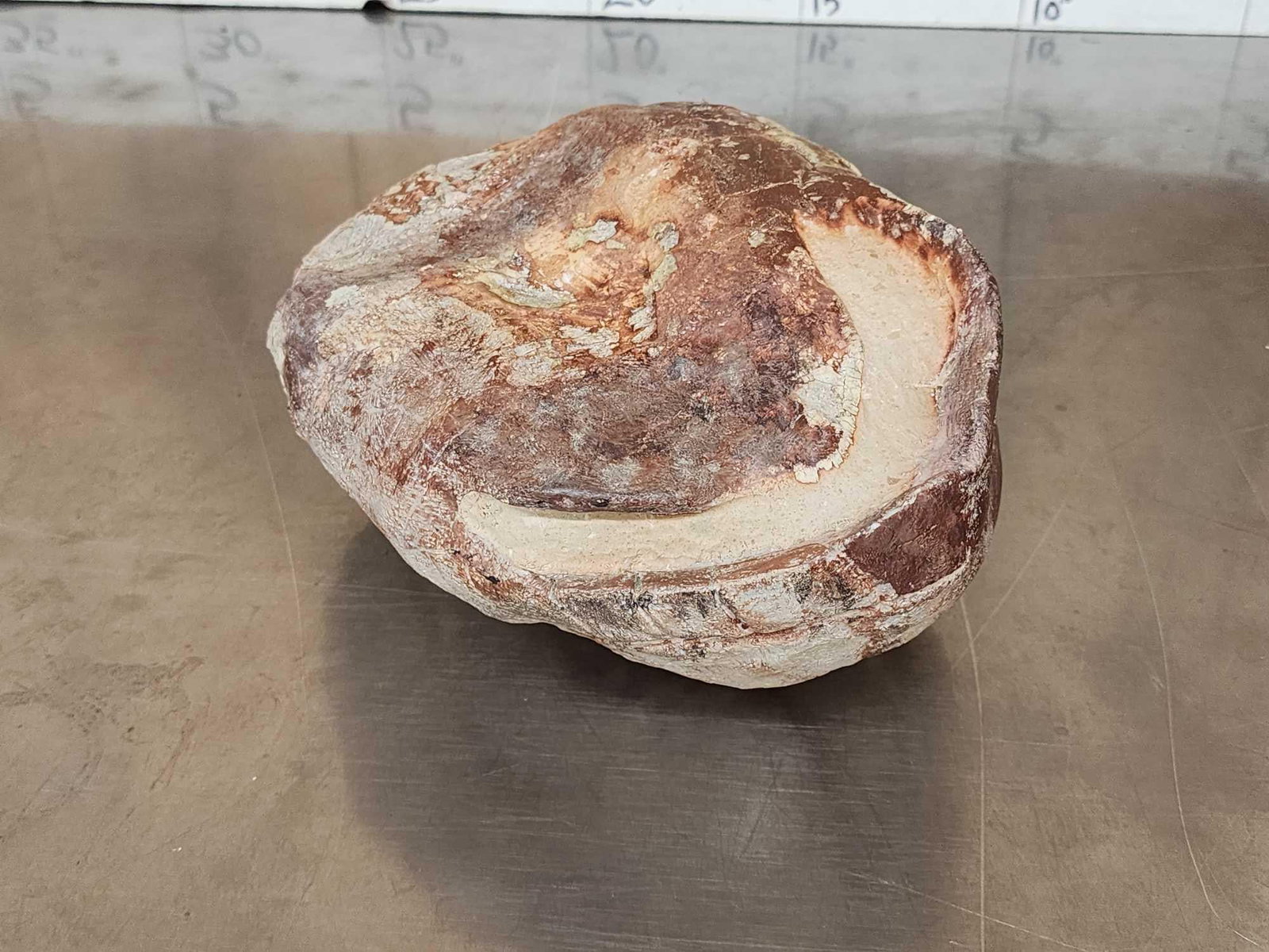 NICE Fossilized Tortoise Shell - 6