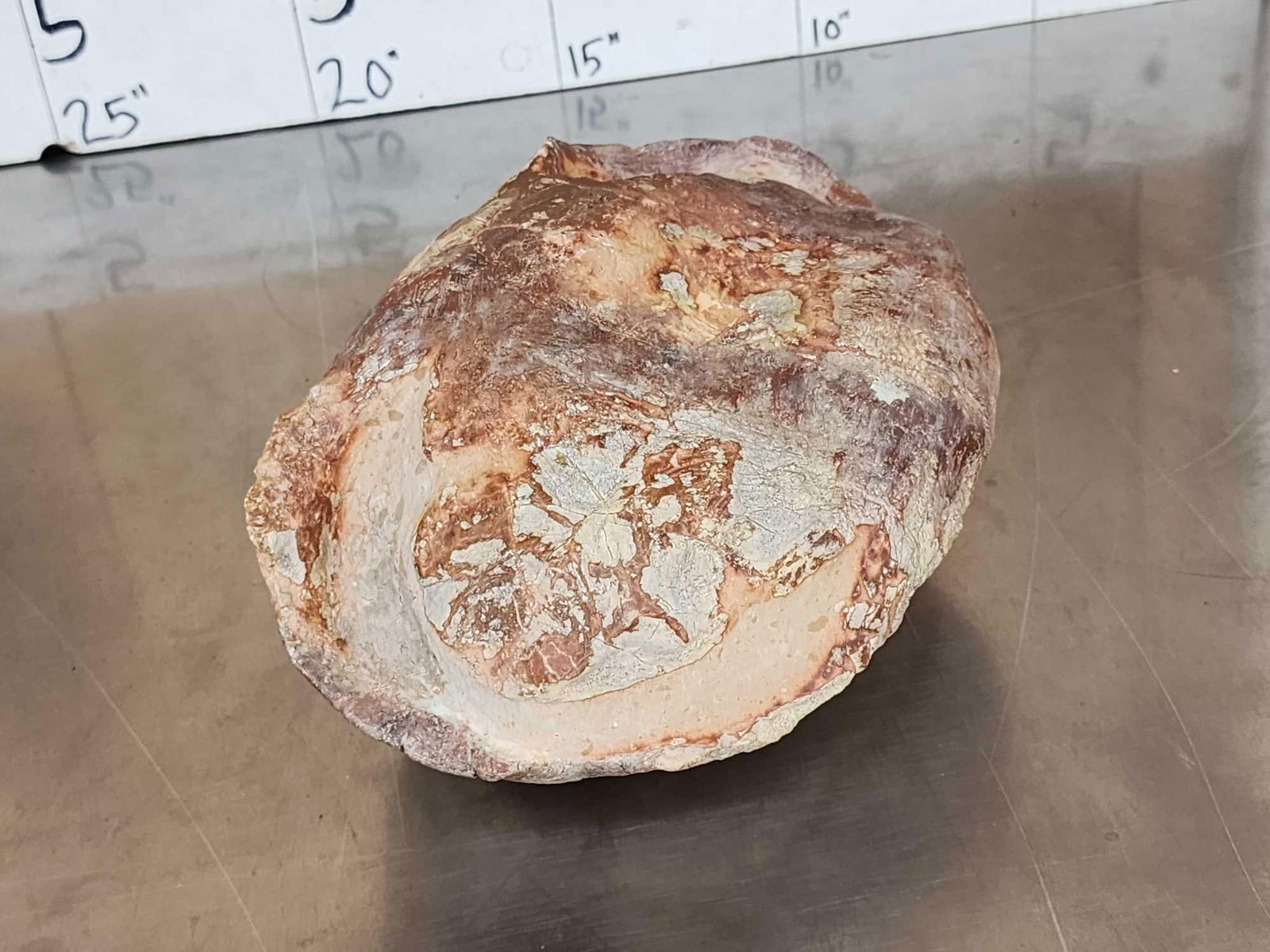 NICE Fossilized Tortoise Shell - 7