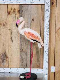 Chilean Flamingo Full Body Bird Taxidermy