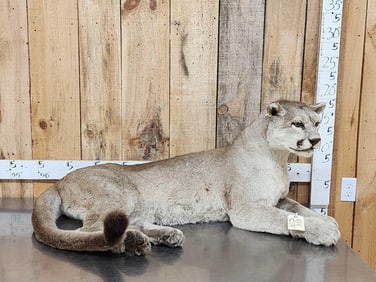 Big Mountain Lion Cougar Full Body Taxidermy Mount