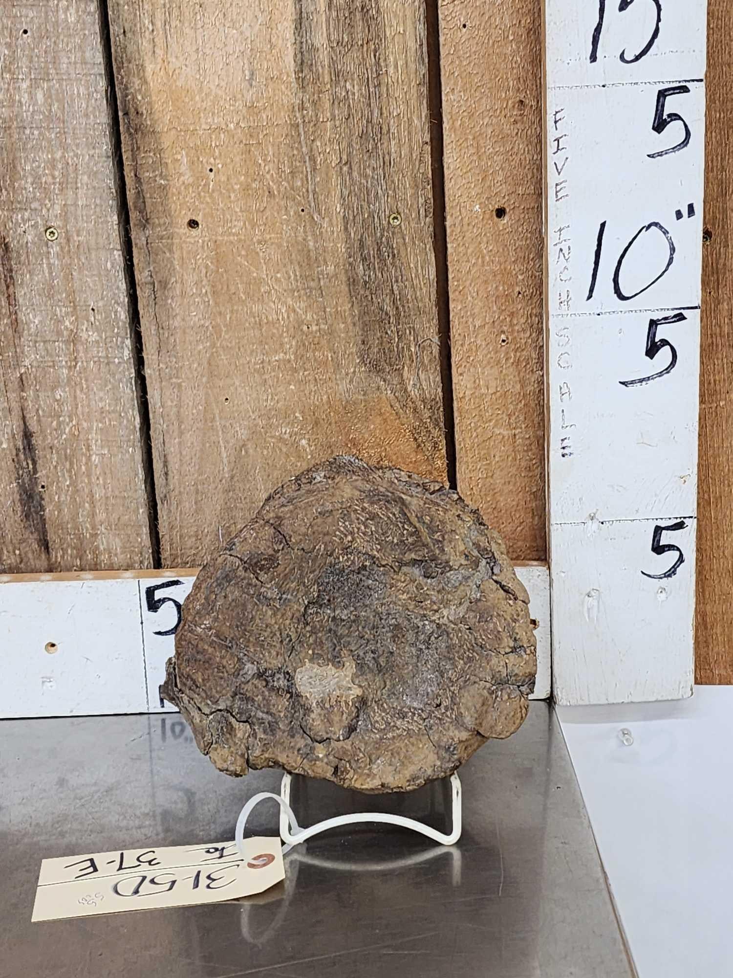 Large Sauropod Fossilized Vertebrae (1 of 6)