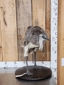 Juvenile Rhea Full Body Bird Taxidermy