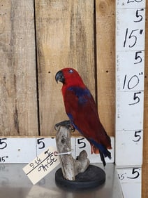 Female Eclectus Parrot Full Body Bird Taxidermy